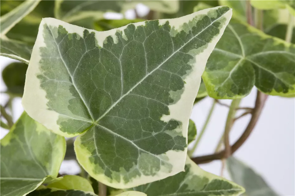 Hedera helix, bunt, Buntlaubiger Efeu - Baumschule Weber