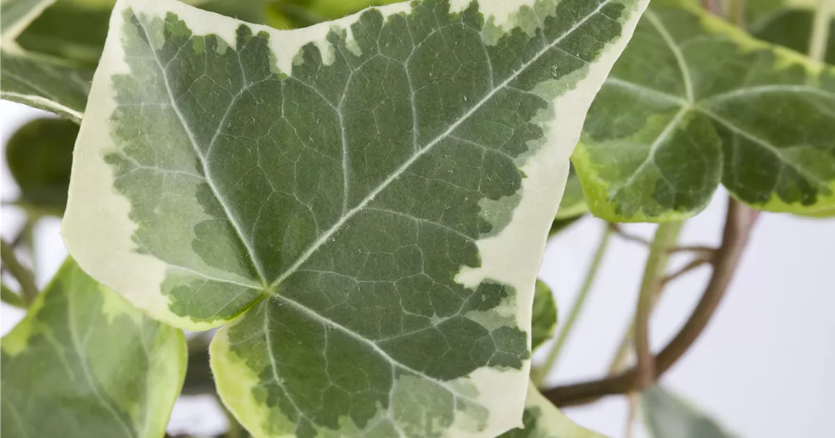 Hedera helix, bunt, Buntlaubiger Efeu - Baumschule Weber