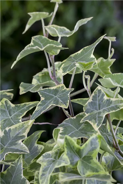 Hedera helix, grn-wei, Gemeiner Efeu - Baumschule Weber