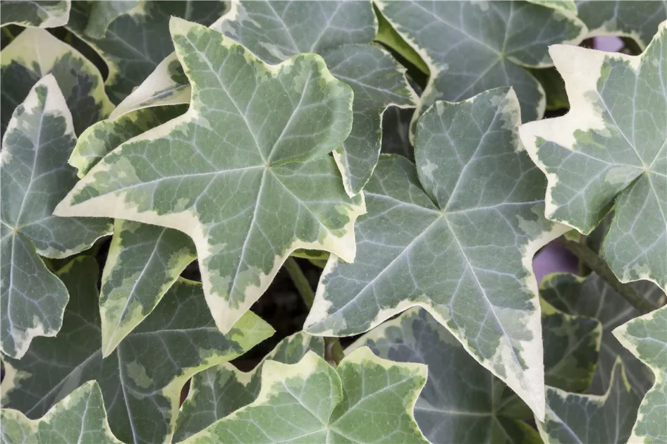 moosstab efeutute Efeutute drapiert inklusive Moosstab – We are plants