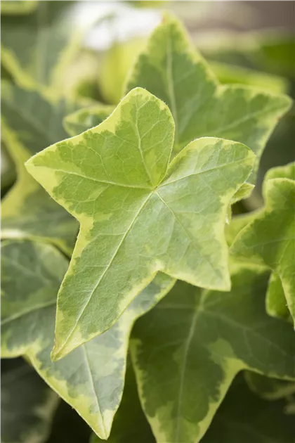 Hedera helix, gelb-grn, Gemeiner Efeu - Baumschule Weber