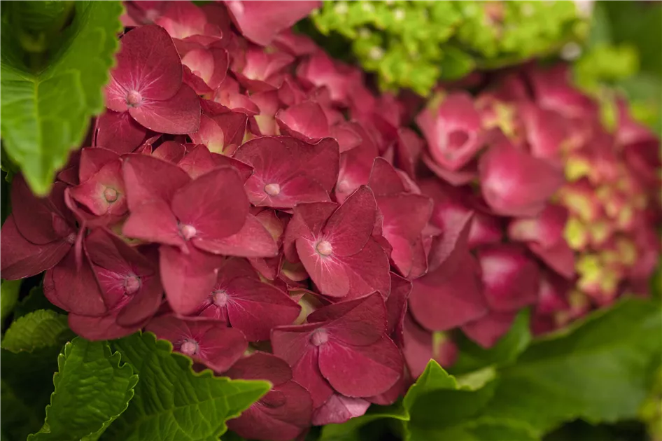 Hydrangea macrophylla, rot, Bauernhortensie - Baumschule Weber