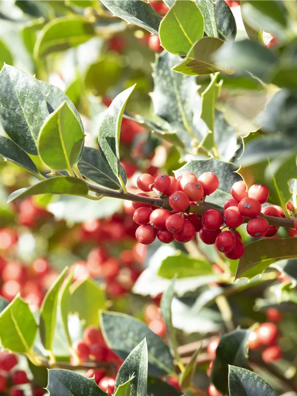 Ilex aquifolium alaska sales