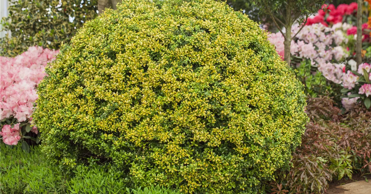 Ilex crenata 'Golden Gem', Kugel, Gelber Berg-Ilex 'Golden Gem'