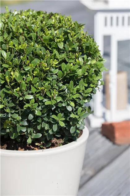 thuja smaragd wuchsgeschwindigkeit Thuja occidentalis 'Smaragd' Konifere (Lebensbaum) | 125-150 cm Im Topf