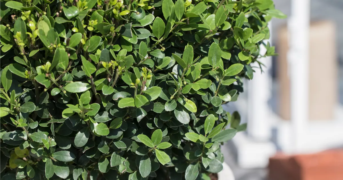 Ilex crenata, Kugel, Japan-Stechpalme - Baumschule Weber