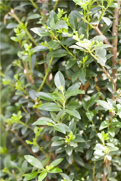 Ilex maximowicziana var. kanehirae 'Impala', Stechpalme 'Impala' -  Baumschule Weber