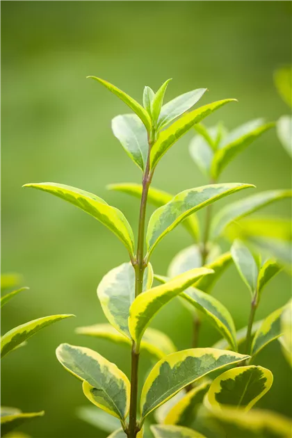 Ligustrum ovalifolium 'Aureum', Goldliguster 'Aureum' - Baumschule Weber