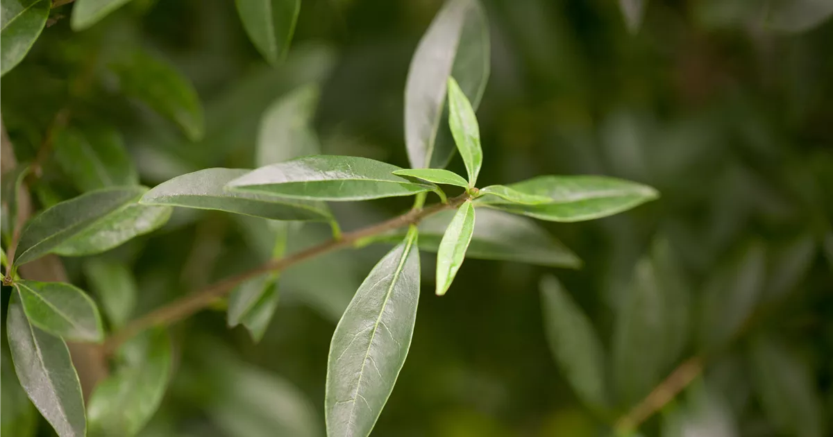 money tree plant food Money Tree Plant Food 8oz