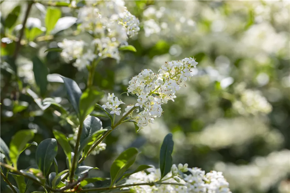Ligustrum vulgare, Gemeiner Liguster - Baumschule Weber