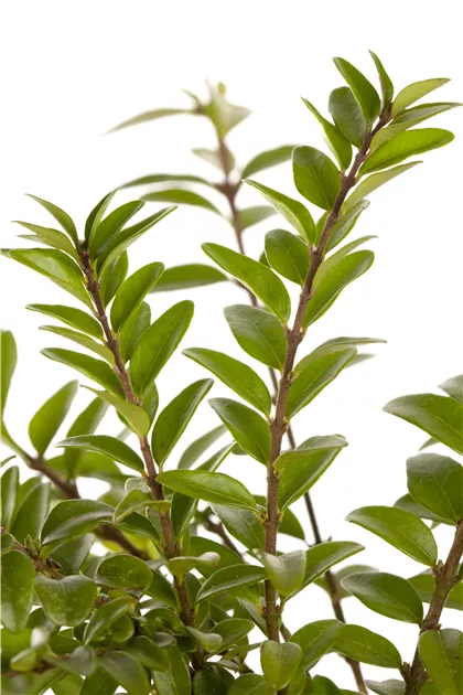 a coffee plant Arabica Coffee Plant