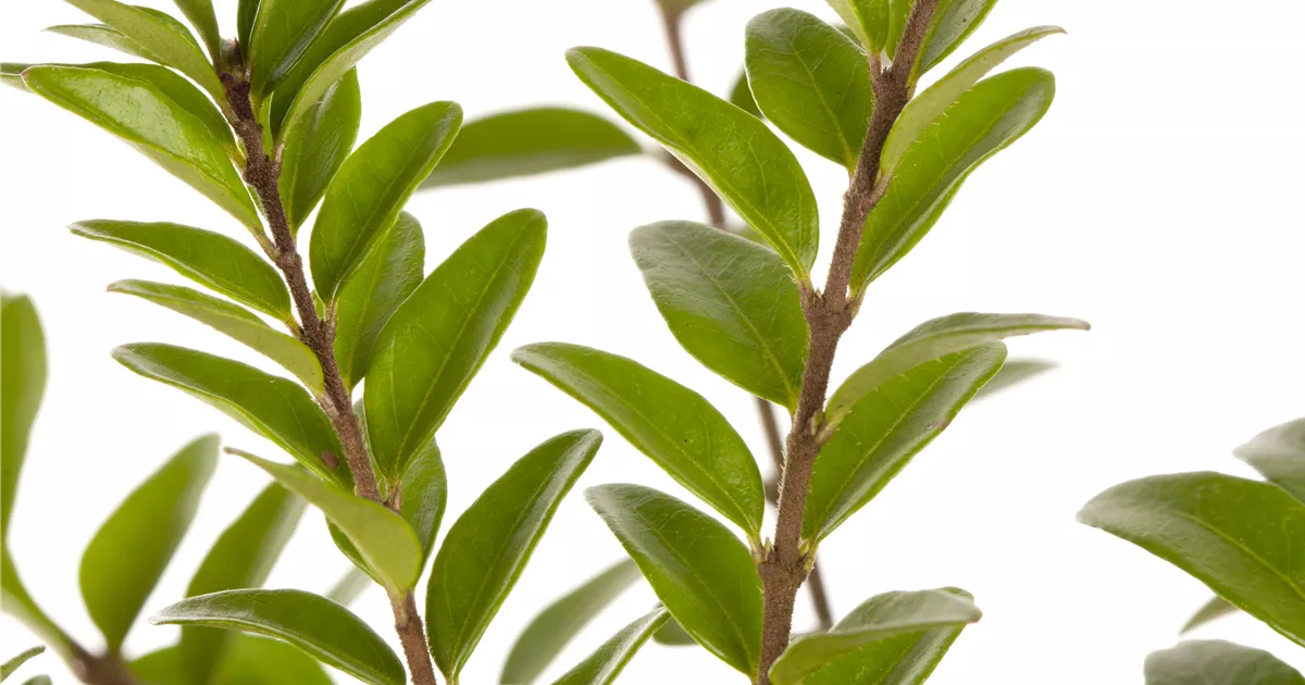 joepii philodendron Philodendron joepii – The Plant Lady SF main image 1