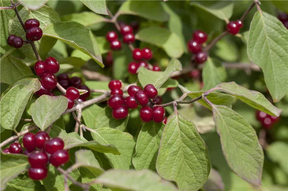 Lonicera xylosteum, Gemeine Heckenkirsche - Baumschule Weber