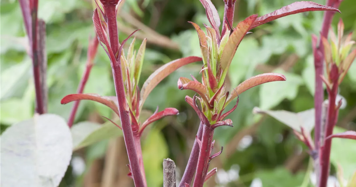 Photinia fraseri 'Little Red Robin', Kugel, Glanzmispel 'Little Red Robin'  - Baumschule Weber