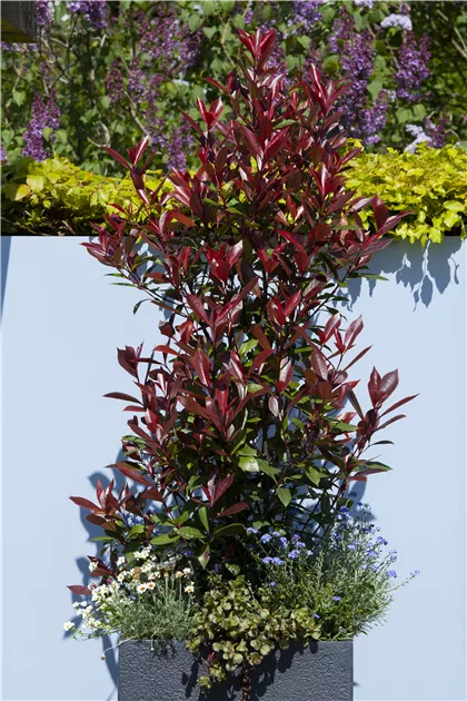 Photinia fraseri 'Red Robin', Glanzmispel 'Red Robin' - Baumschule Weber