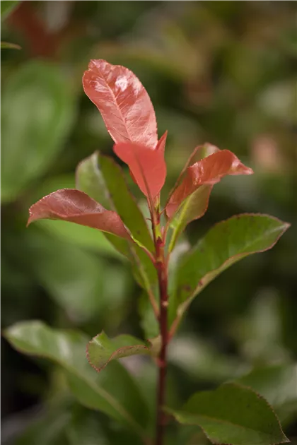 Photinia fraseri 'Robusta Compacta', Glanzmispel 'Robusta Compacta' -  Baumschule Weber