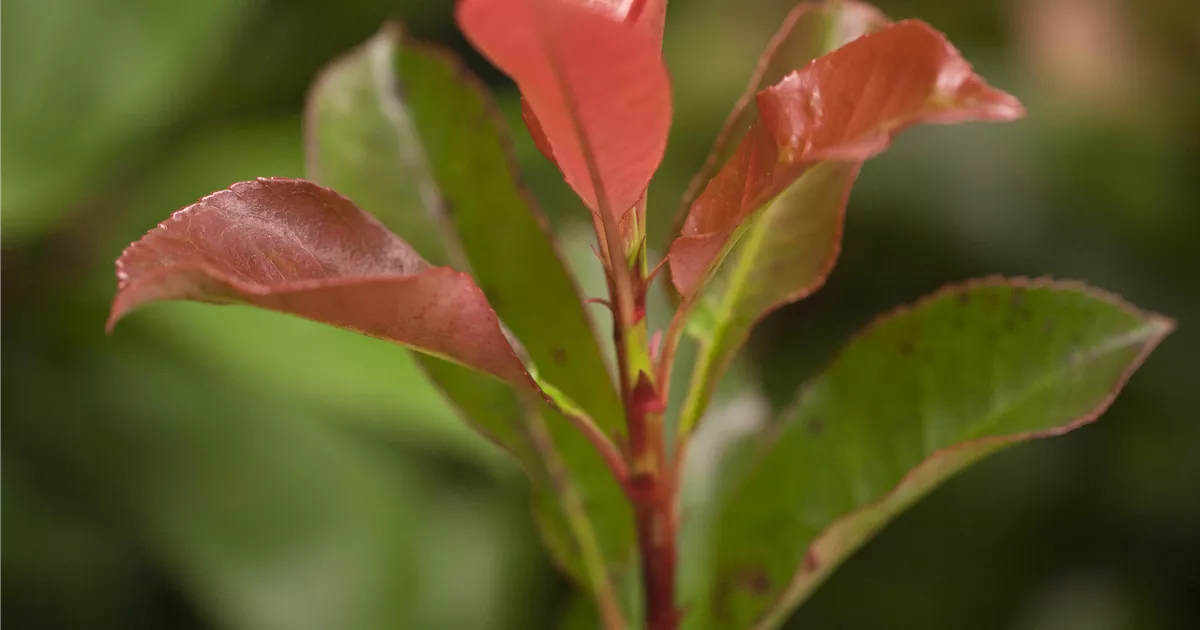 Photinia fraseri 'Robusta Compacta', Glanzmispel 'Robusta Compacta' -  Baumschule Weber