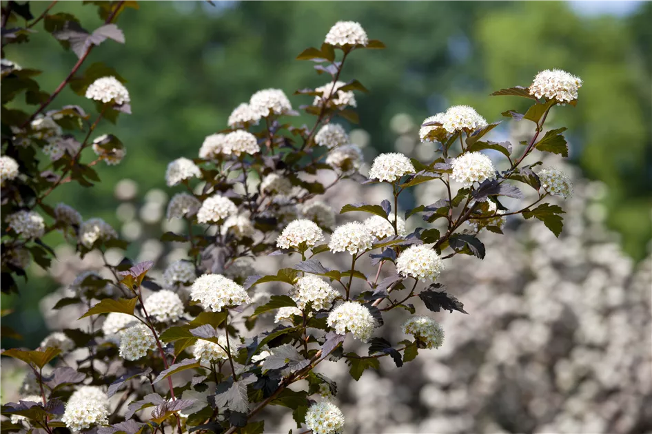 Physocarpus opulifolius 'Diabolo', Fasanenspiere 'Diabolo' - Baumschule  Weber