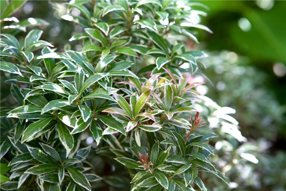 Pieris japonica 'Nana Variegata', Schattenglckchen 'Nana Variegata' -  Baumschule Weber