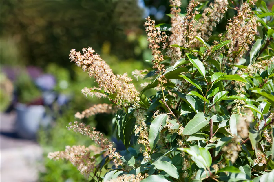 Prunus lusitanica, Portugiesische Lorbeerkirsche - Baumschule Weber