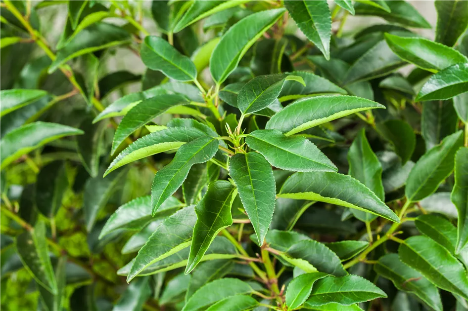 Prunus lusitanica, Portugiesische Lorbeerkirsche - Baumschule Weber