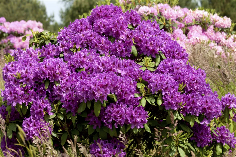 Rhododendron 'Azurro' - Baumschule Weber