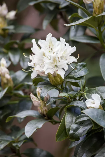 zimmerpflanze rhododendron Azalee Rhododendron simsii Weiß inkl. Dekotopf