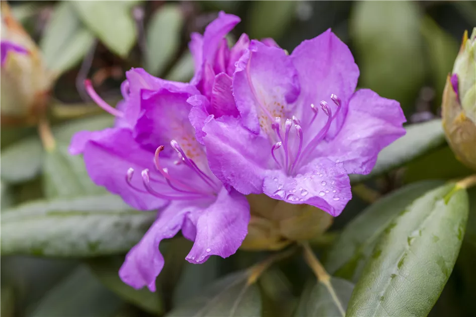 Rhododendron 'Catawbiense Boursault', Rhododendron-Hybride 'Catawbiense  Boursault' - Baumschule Weber
