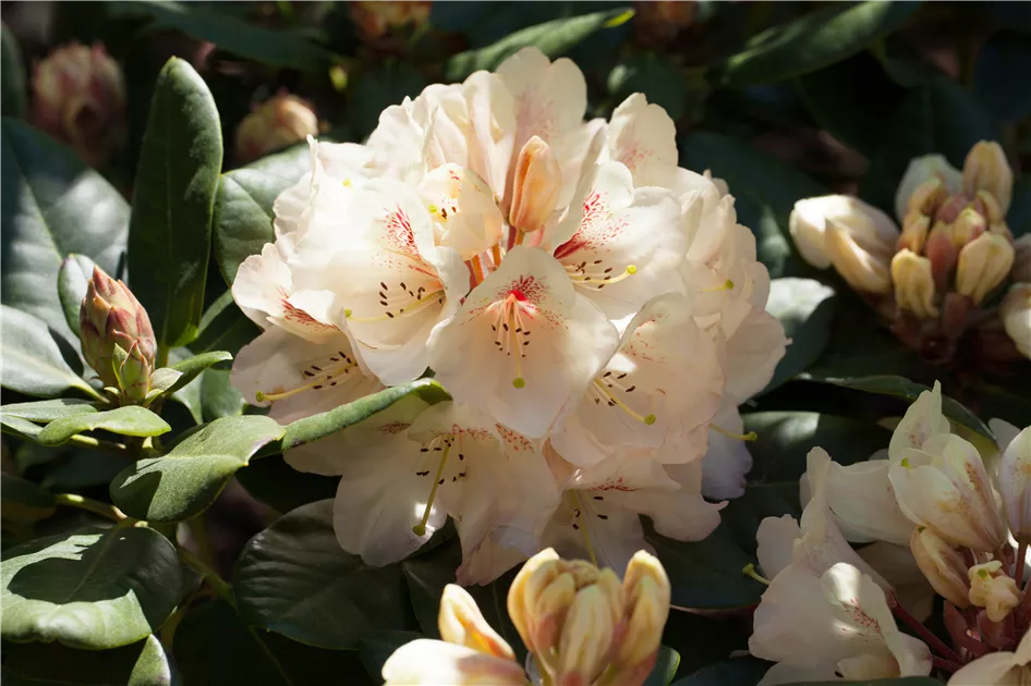 Rhododendron 'Goldbukett', Rhododendron-Hybride 'Goldbukett' - Baumschule  Weber