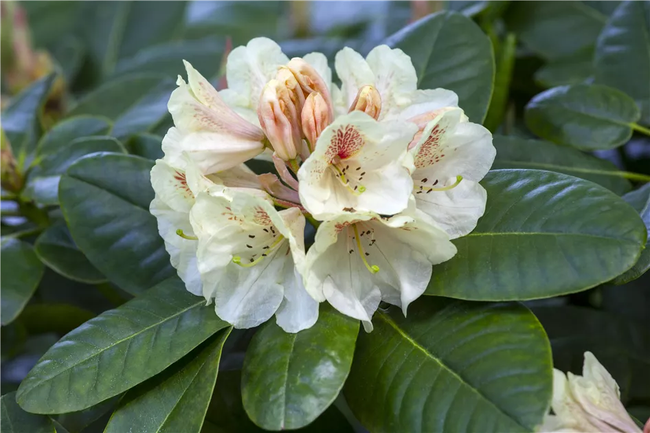 stechpalme blue maid Ilex x meserveae main image 0