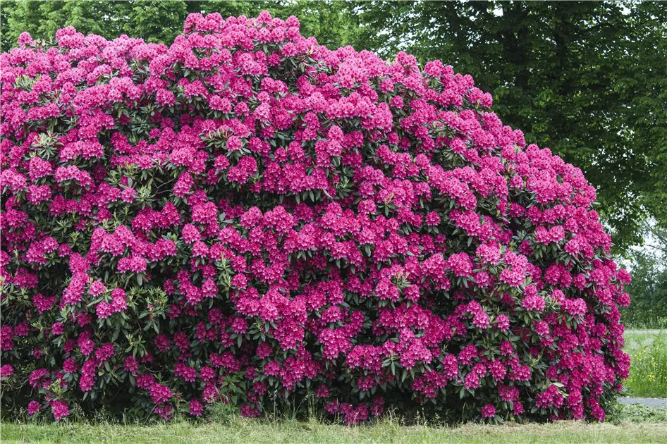 Rhododendron 'Nova Zembla' - Baumschule Weber