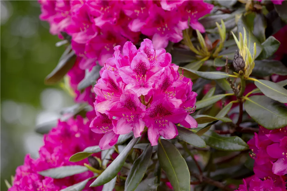 Rhododendron 'Nova Zembla' - Baumschule Weber