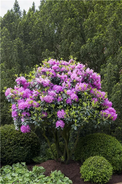 Rhododendron 'Roseum Elegans', Rhododendron-Hybride 'Roseum Elegans' -  Baumschule Weber