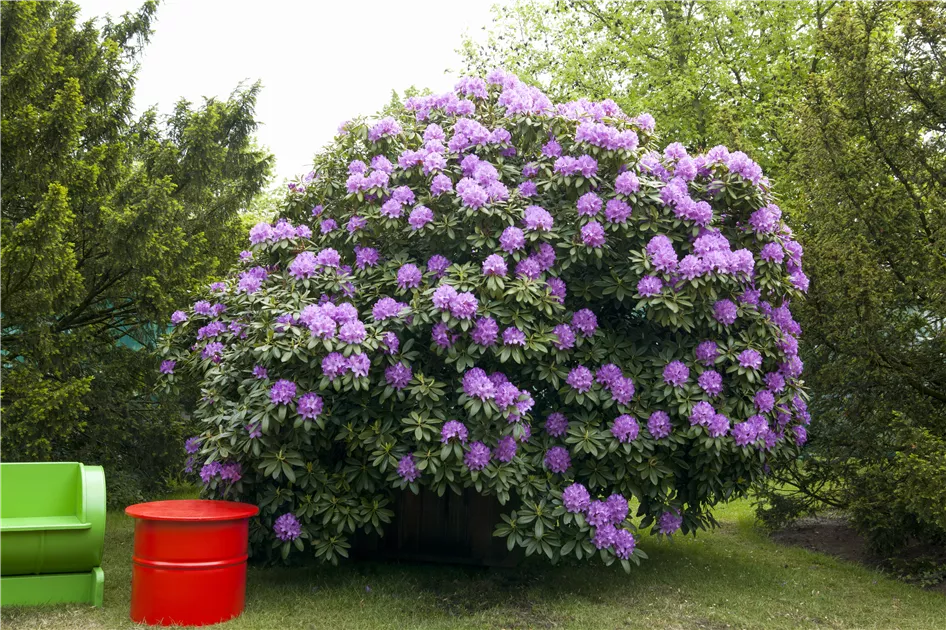 Rhododendron catawbiense 'Grandiflorum', Catawba-Rhododendron 'Grandiflorum'  - Baumschule Weber