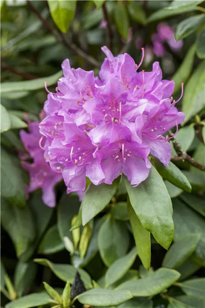 Rhododendron catawbiense 'Grandiflorum', Catawba-Rhododendron 'Grandiflorum'  - Baumschule Weber