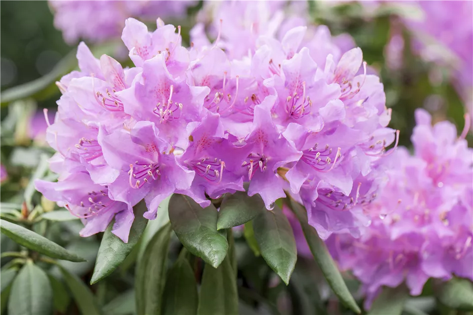 Rhododendron catawbiense 'Grandiflorum', Catawba-Rhododendron  'Grandiflorum' - Baumschule Weber