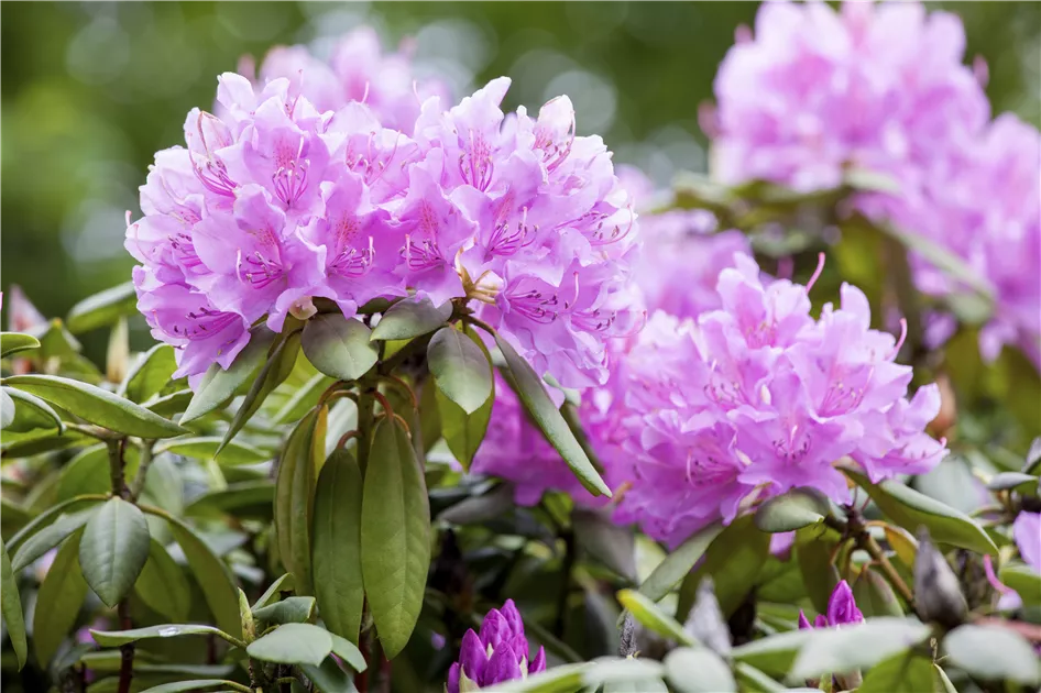 Rhododendron catawbiense 'Grandiflorum', Catawba-Rhododendron 'Grandiflorum'  - Baumschule Weber