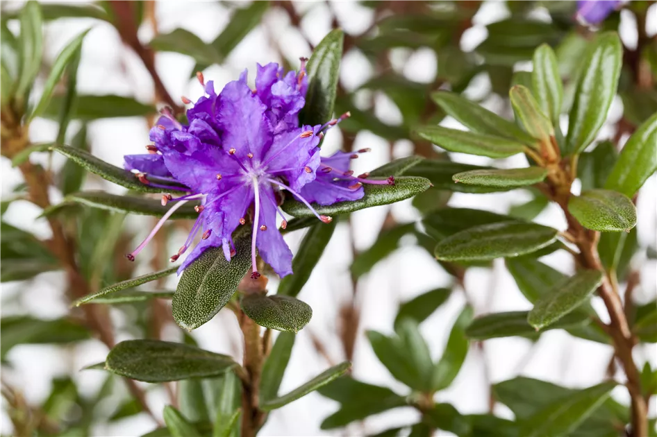 baccata taxus Eibe – Taxus baccata (Hecke) – Blupf by Kitzinger main image 0