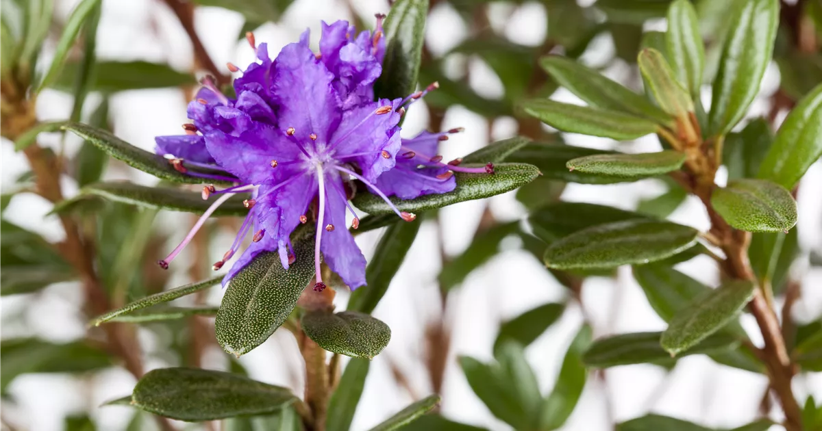 Rhododendron impeditum 'Azurika', Kleinblttriger Rhododendron 'Azurika' -  Baumschule Weber