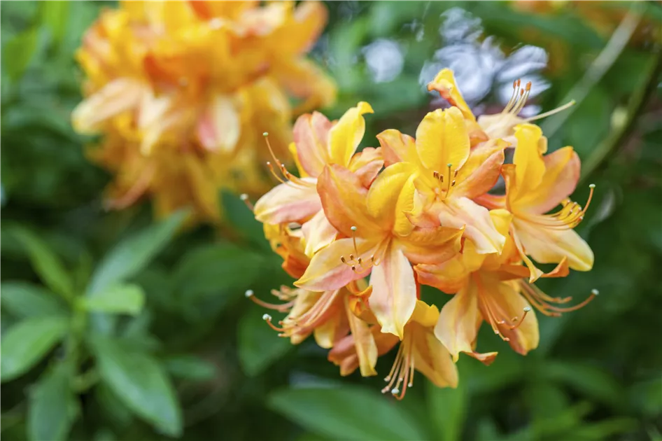 rhododendron mit pferdemist düngen Rhododendron Dünger von Flora Boost main image 1