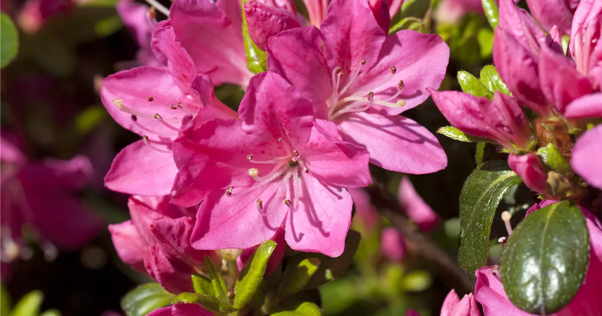 Rhododendron obtusum 'Kermesina', Japanische Azalee 'Kermesina' -  Baumschule Weber