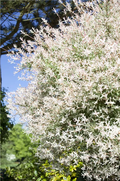 Salix integra 'Hakuro Nishiki', Harlekin-Weide 'Hakuro Nishiki' -  Baumschule Weber