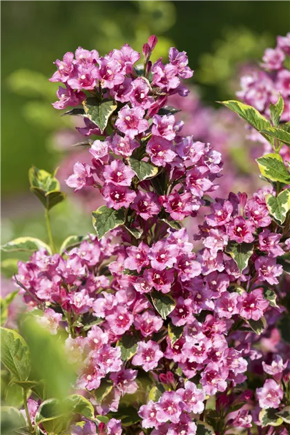 Weigela florida 'Nana Variegata', Buntblttrige Weigelie 'Nana Variegata' -  Baumschule Weber