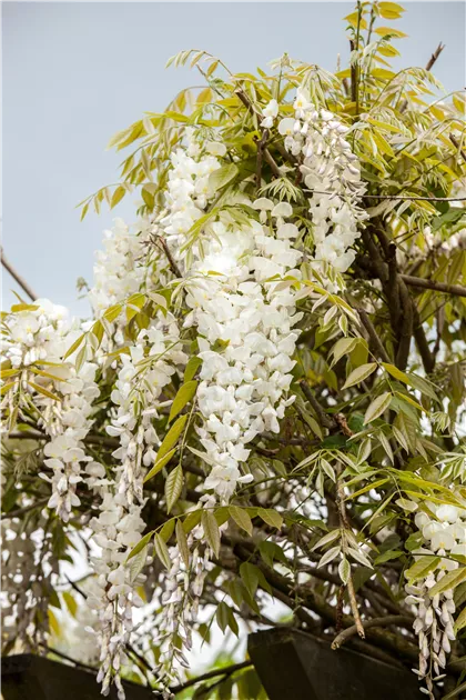 Wisteria sinensis 'Alba', Weier Blauregen 'Alba' - Baumschule Weber
