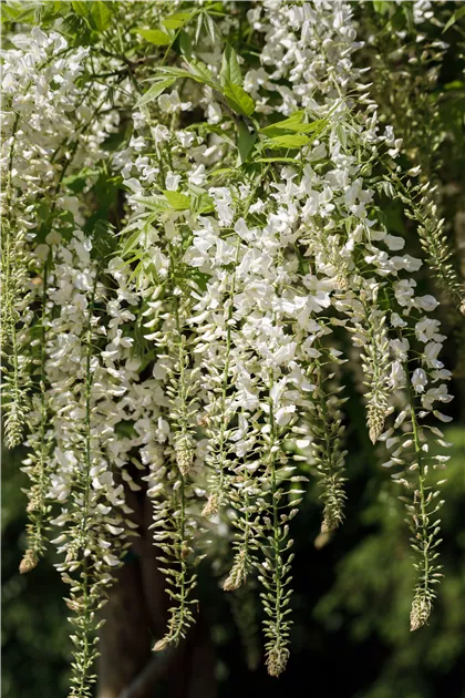 zimmerpflanze blätter wie ahorn Berg-Ahorn 'Brilliantissimum' - Acer pseudoplatanus 'brilliantissimum'