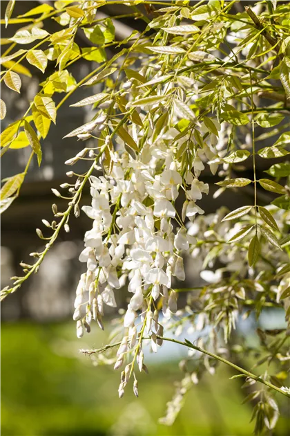 Wisteria sinensis 'Alba', Weier Blauregen 'Alba' - Baumschule Weber