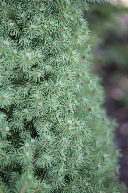Picea glauca 'Conica', Zuckerhut-Fichte 'Conica' - Baumschule Weber