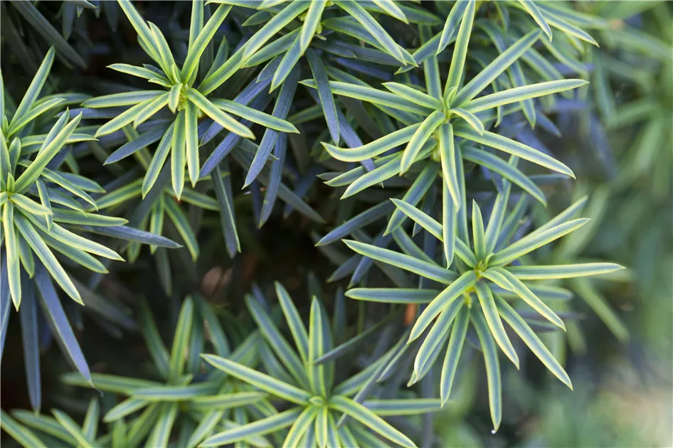 thuja smaragd amazon Jetzt Lebensbaum 'Smaragd' online kaufen bei Bohlken Pflanzenversand –  Bohlken Pflanzenversand GbR main image 0