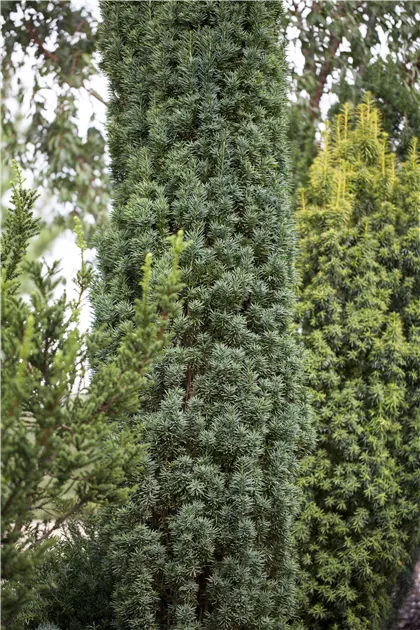 Taxus baccata 'Fastigiata Robusta', Schmale Suleneibe 'Fastigiata Robusta'  - Baumschule Weber