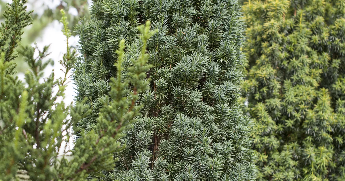 blau thuja Blue Cone Arborvitae ( Thuja ) main image 0